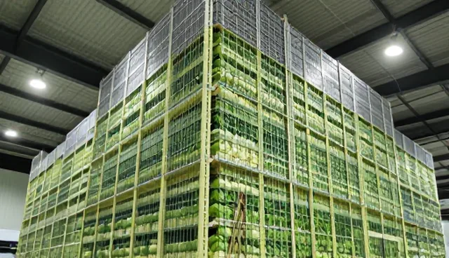 农产品收购中的使用建议与实际操作环节分析